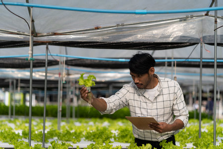 A young vegetable gardener inspects green acorns and lettuce at the greenhouse farm. Asian farmers...