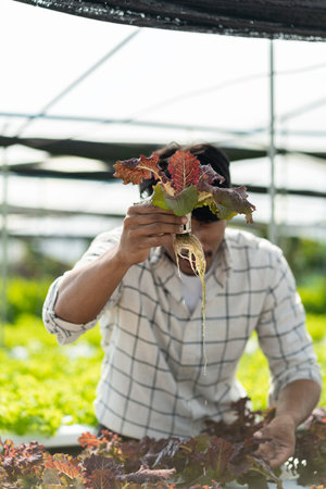 A young vegetable gardener inspects green acorns and lettuce at the greenhouse farm. Asian farmers...