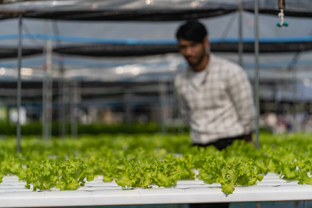 A young vegetable gardener inspects green acorns and lettuce at the greenhouse farm. Asian farmers happy farming hydroponics vegetables.の写真素材