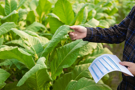 Farmers working in tobacco fields Man investigating the management, planning, or analysis and research of tobacco plants after planting for agriculture.の写真素材