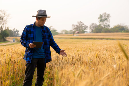 Smart asian farmer using modern digital technology using tablet in barley field A farmer monitors a grain field and sends data to the cloud from a tablet. farming conceptの写真素材