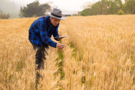 Smart asian farmer using modern digital technology using tablet in barley field A farmer monitors a...