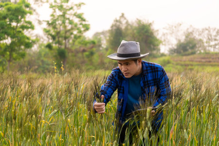 Smart asian farmer using modern digital technology using tablet in barley field A farmer monitors a...