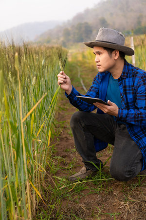 cyberspace, tablet, farming, grain, harvest, businesswoman, laptop, protection, research, science, app, achievement, advertisement, checking, client, connection, conservation, goldの写真素材