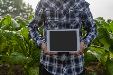 Asian farmer holding tablet inspecting tobacco plantation harvest Asian Tobacco Farm and Production Inspection An Asian plantation worker works in agriculture on a tobacco plantatiの写真素材