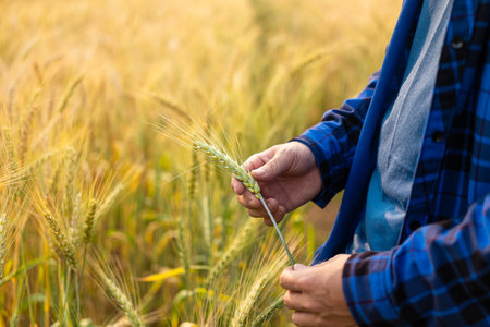 Male hand in barley field, farmer checking crops, agriculture concept Farmer in wheat field with...