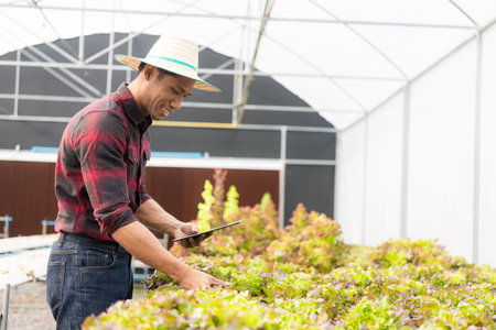Young man organic greenhouse farmer Check before harvesting Green Oak Hydroponics Farms picks ripe...