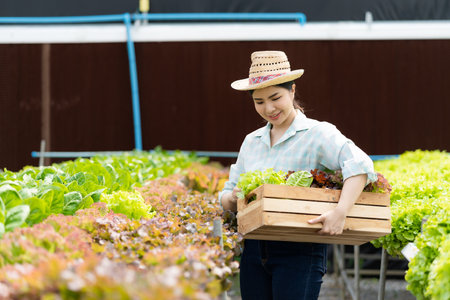Asian woman grows green oak lettuce in a greenhouse using organic hydroponic system.Woman checking...