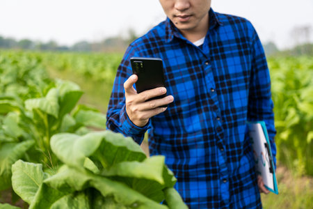 Asian male gardener holding a smartphone examining the growth of plants in a tobacco plantation. Concept of agricultural research and crop quality development in tobacco plantationの写真素材