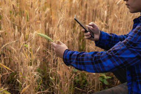 A young Asian man stands in a field of beautiful golden ripe wheat at sunset. Using smartphones and...
