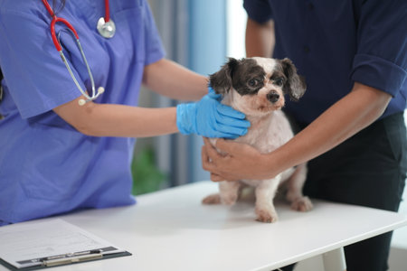 A sad little puppy had his annual checkup at the veterinarian's clinic. Veterinarian bandages the paws of a Shih Tzu dog.の写真素材