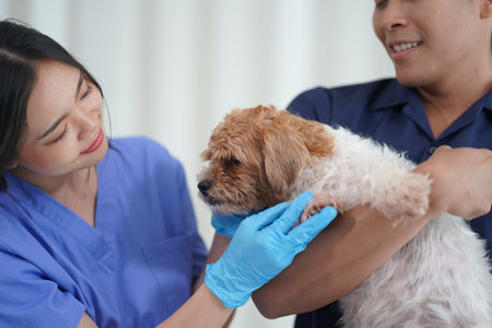 Veterinary Clinic Two doctors were examining the health of a Panshi Tzu puppy while his female assistant took care of a patient. Veterinary Clinicの写真素材