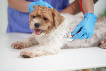 A friendly male veterinarian in uniform examines a Shih Tzu dog while his female assistant takes...