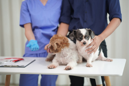 A friendly male veterinarian in uniform examines a Shih Tzu dog while his female assistant takes care of the animals in the veterinary clinic. Pet examinations, testing and in-offiの写真素材