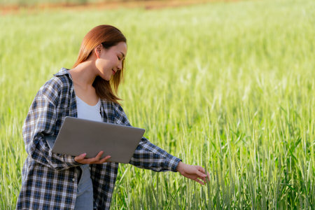 Asian woman holding laptop working examining wheat plants in wheat field Women preparing to harvest...