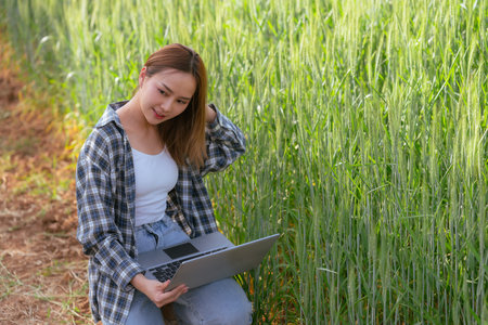 Asian woman holding laptop working examining wheat plants in wheat field Women preparing to harvest...