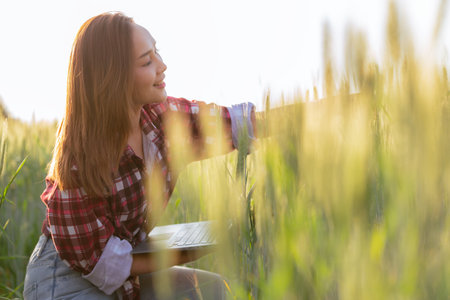 Asian woman holding laptop working examining wheat plants in wheat field Women preparing to harvest...