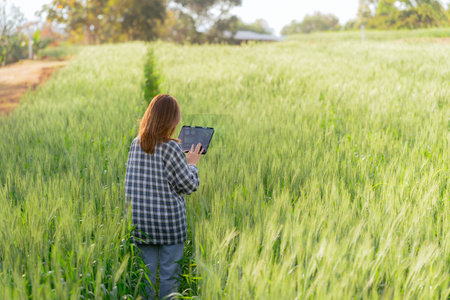 Asian farmer woman and tablet holding hands checking barley quality Using modern technology to check...
