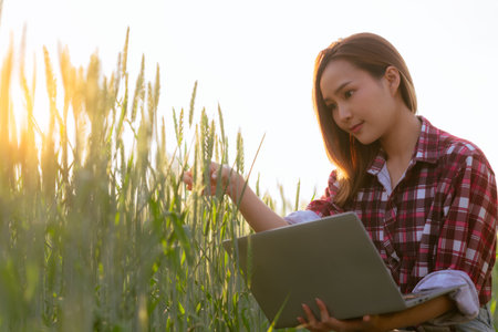 Asian agricultural woman holds laptop to check barley quality before harvesting