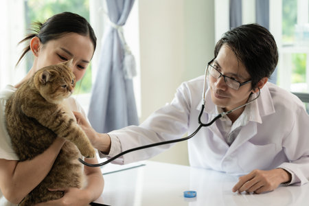Appointment at veterinary clinic, professional male working on examination table with cat owner and...