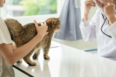Appointment at veterinary clinic, professional male working on examination table with cat owner and...