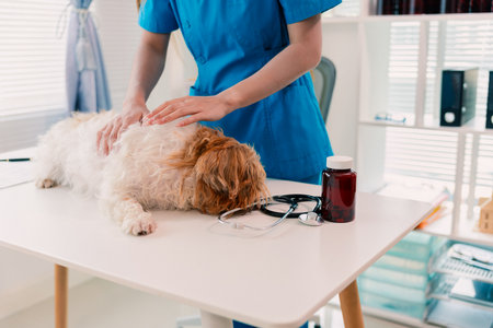 Veterinarian examining happy small dog on table in clinic. Close up of animal health concept.の写真素材