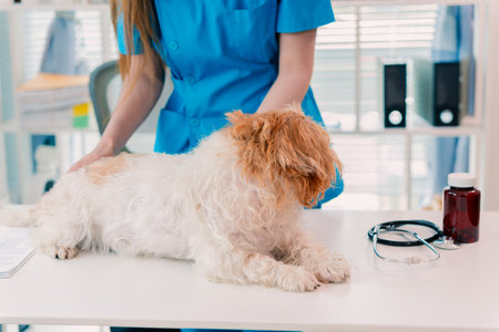 Veterinarian examining happy small dog on table in clinic. Close up of animal health concept.の写真素材