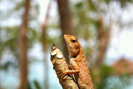 Chameleon parched on treetops.