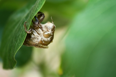 Cicada molt on leavesの素材