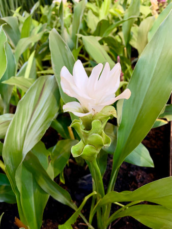 White Tulip flower in garden.の写真素材