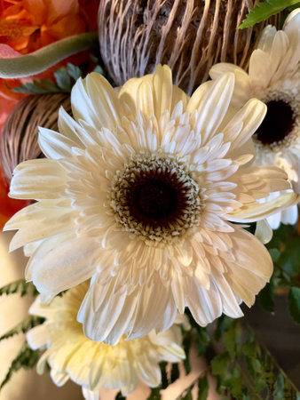 Close-up of white Gerbera (Transvaal Daisy)の写真素材