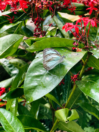 Butterfly on a flower in a botanical garden in Singaporeの写真素材