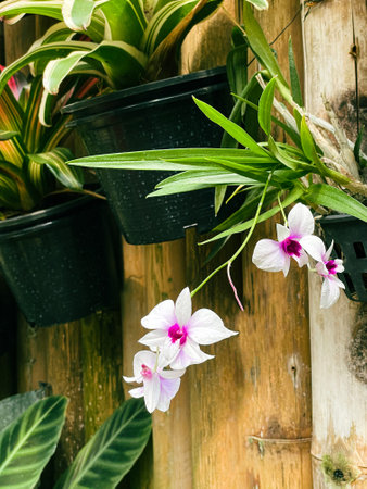 White orchids in pots on a wooden fence. Selective focus.の写真素材