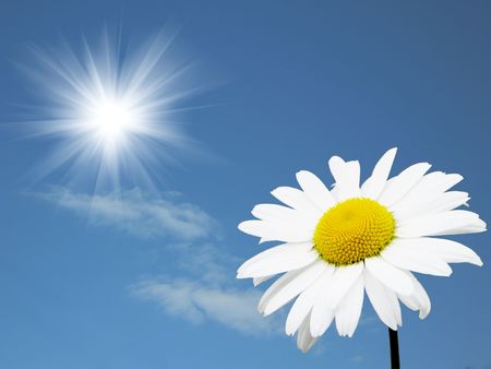 White flower against the bright solar skyの写真素材