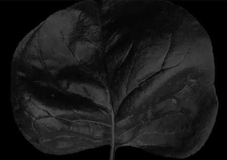 Minimal black leaf abstract natural concept vector background