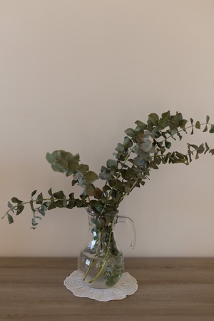glass jug with branches of decoratory eucalyptus in against biege wallの写真素材