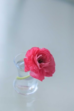 pink ranunculus flowers in small glass vase against light blurred background