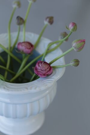 pink ranunculus in pale green ceramic vase