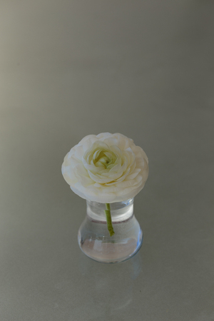 white ranunculus flower in glass of water over light backgroundの写真素材