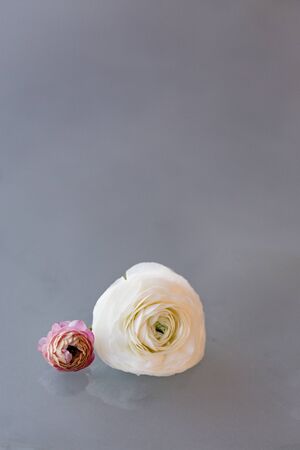 Minimalistic concept of white and pink ranunculus over light backgroundの写真素材