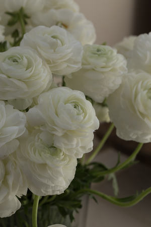 Bouquet fo white ranunculus shot in portrait layout