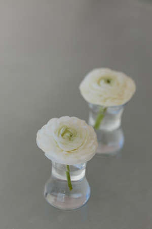 Two white ranunculus flower in glass of water with one ranunculus flower in sharp foruc and other ranunculus flower blurredの写真素材