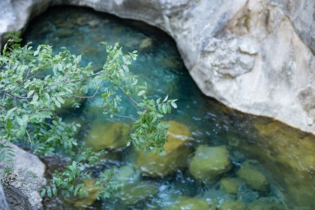 tree branch with leaves over pristine waters of mountain canyon blurredの写真素材