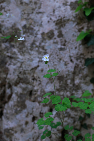 Small white flowers growing in gray rocksの写真素材