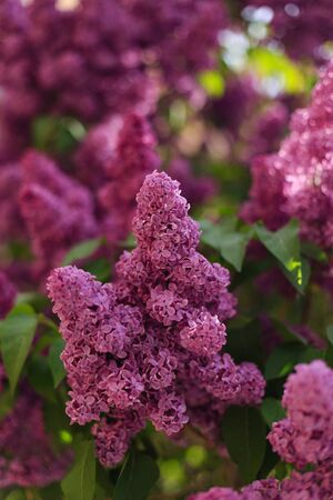 Vertical closeup of blooming lilac shot with shallow depth of field