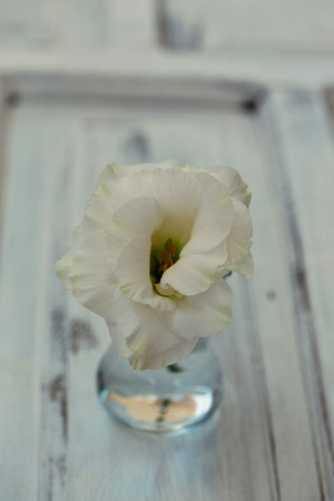 White lisianthus in small glass over white rustic background shot with shallow depth of fieldの写真素材
