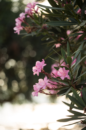 Vertical shot of pink oleander flowers shot with shallow depth of fieldの写真素材