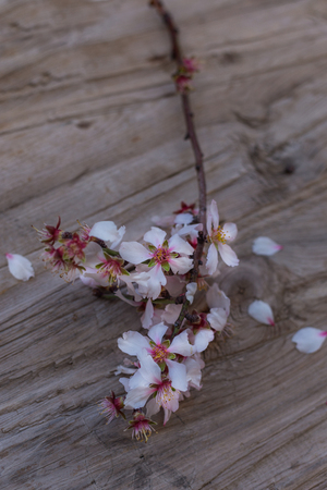 Blossoming branch of almond on a wooden rustic tabletop. Vertical composition.の写真素材