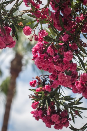 Branch of pink oleander shot with shallow depth of field.