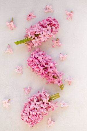 Vertical floral banner with pink hyacinthus.の写真素材